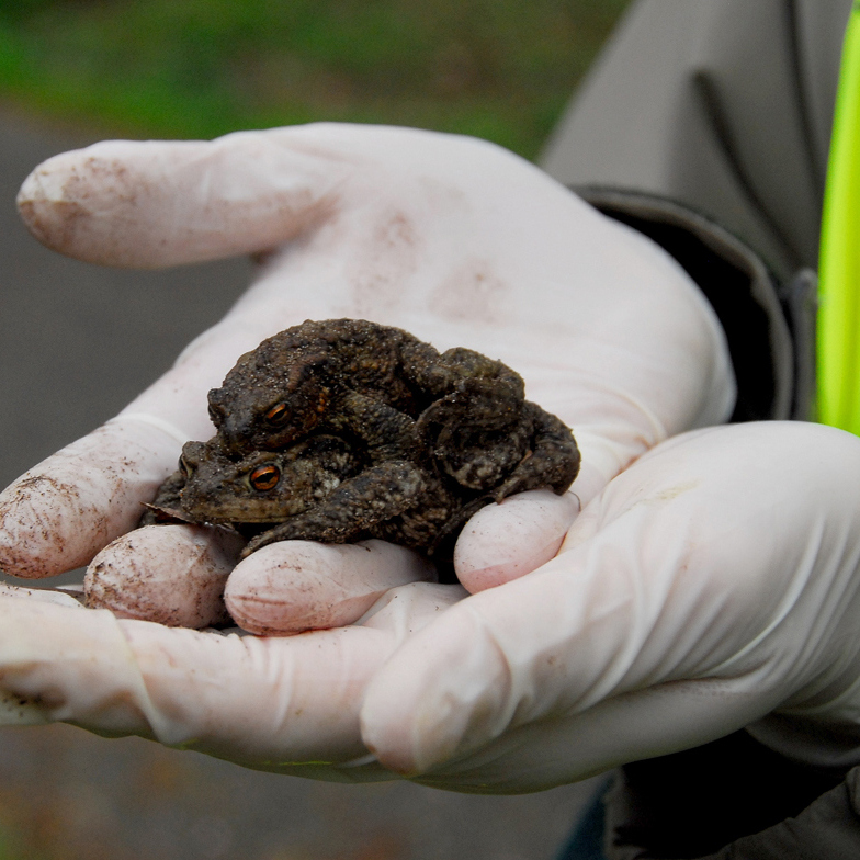 Paddenwerkgroep Brouwerskolk
