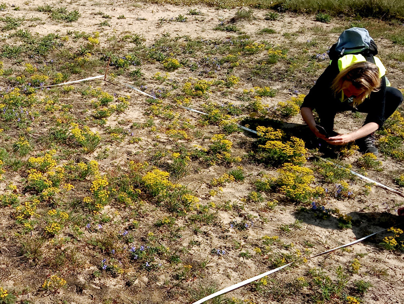Graslandmonitoring Woestduin 2025